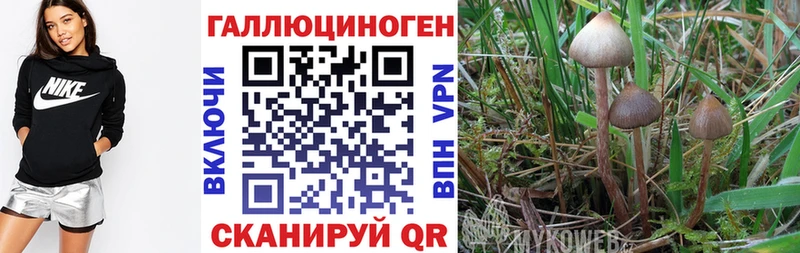 Галлюциногенные грибы мицелий  Любань 
